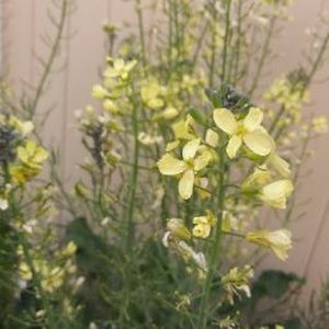 Meet your Posher, Brooklyn